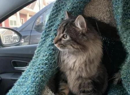 Bentley the Cat Home Safe Months After Being Stolen in Richfield Car Theft
