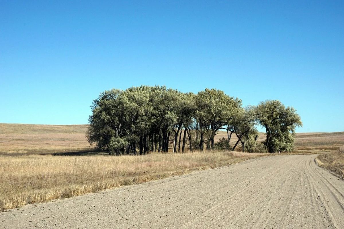Minnesota Man Charged After Loose Cows Caused 3 Highway Crashes